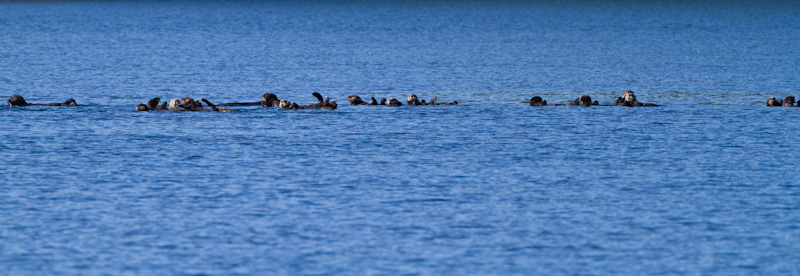 Raft Of Sea Otters